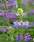 Lupine Blossoms I Poster Print by Kathy Mahan - Item # VARPDXPSMHN871